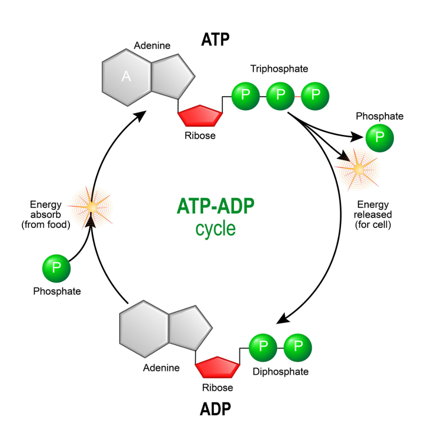 Cellular diagram showing ATP and ADP cycling during energy use