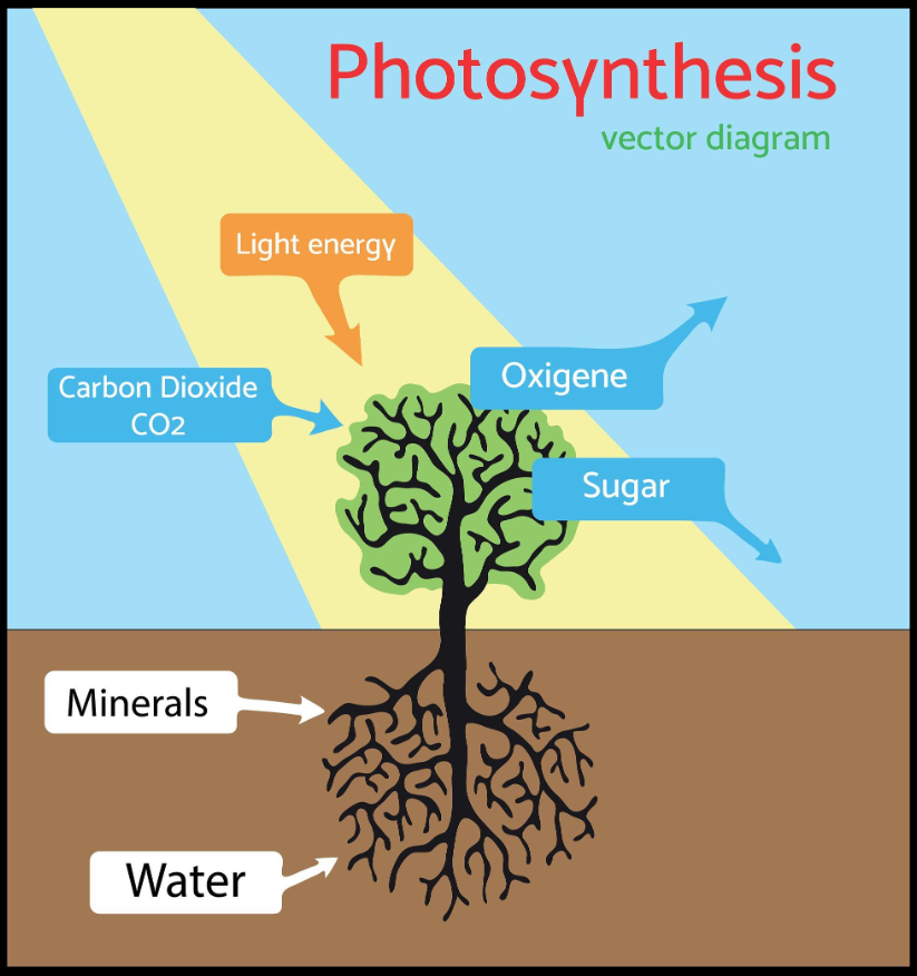 Trees storing solar energy in chemical bonds